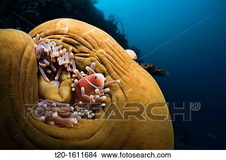 Picture - Pink Anemonefish in Magnificent Sea Anemone, Amphiprion perideraion, Heteractis magnifica, Cenderawasih Bay, West Papua, Indonesia. Fotosearch
