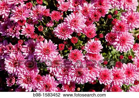 Pink Chrysanthemums, often called mums or chrysanths at Brookside Garden, Montgomery County, Maryland View Large Photo Image Stock Image - Pink Chrysanthemums, often called mums or chrysanths at Brookside Garden, Montgomery County, Maryland. Fotosearch