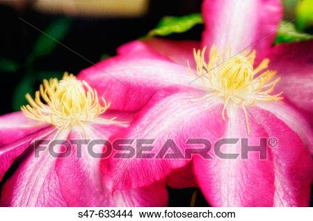 Pink Clematis. Clematis hybrid. April 2006. Maryland, USA. View Large Photo Image Picture - Pink Clematis. Clematis hybrid. April 2006. Maryland, USA.. Fotosearch