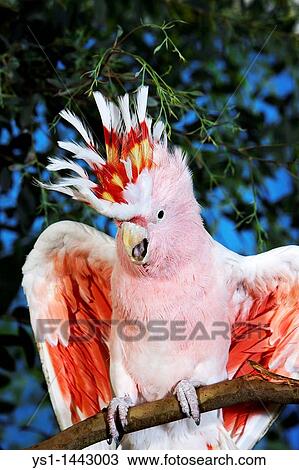 PINK COCKATOO OR MAJOR MITCHELL? S COCKATOO cacatua leadbeateri, ADULT WITH OPEN WINGS View Large Photo Image Stock Image - PINK COCKATOO OR MAJOR MITCHELL? S COCKATOO cacatua leadbeateri, ADULT WITH OPEN WINGS. Fotosearch