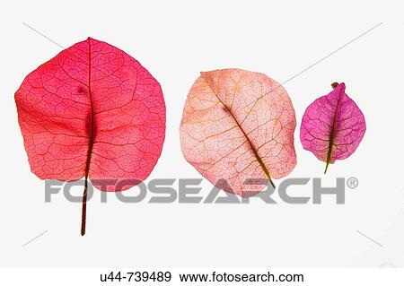 Pink color petal of Bouganvillea flower transparency View Large Photo Image Stock Photo - Pink color petal of Bouganvillea flower transparency. Fotosearch