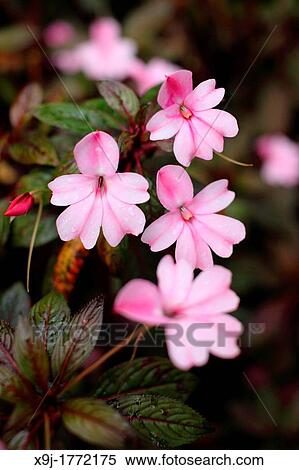 Pink Color Tropical flowers, asia View Large Photo Image Stock Photography - Pink Color Tropical flowers, asia. Fotosearch