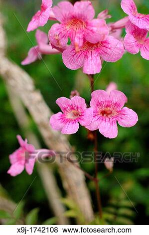 Pink Color Wild flowers in Borneo View Large Photo Image Stock Photo - Pink Color Wild flowers in Borneo. Fotosearch