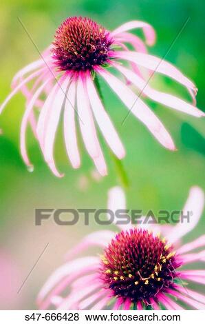 Pink Coneflower. Echinacea pallida. June 2007, Maryland, USA View Large Photo Image Stock Photo - Pink Coneflower. Echinacea pallida. June 2007, Maryland, USA. Fotosearch