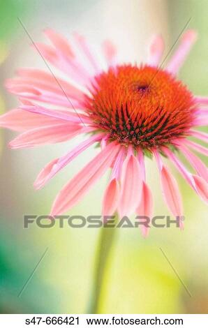 Pink Coneflower. Echinacea purpurea. June 2007, Maryland, USA View Large Photo Image Stock Image - Pink Coneflower. Echinacea purpurea. June 2007, Maryland, USA. Fotosearch