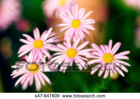 Pink Daisy? Clara Curtis?. Chrysanthemum rubellum, dendrathema. May 2006. Maryland, USA. View Large Photo Image Stock Photo - Pink Daisy? Clara Curtis?. Chrysanthemum rubellum, dendrathema. May 2006. Maryland, USA.. Fotosearch