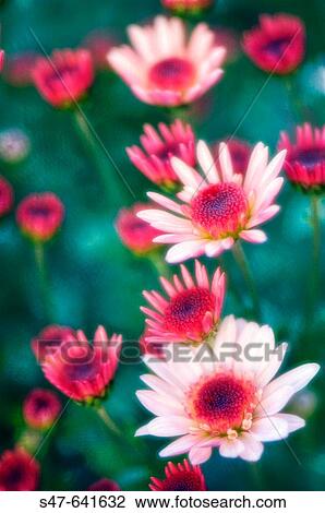 Pink Decorative Chrysanthemums with Dark Centers. Dendranthema grandiflora. October 2006. Maryland, USA. View Large Photo Image Stock Image - Pink Decorative Chrysanthemums with Dark Centers. Dendranthema grandiflora. October 2006. Maryland, USA.. Fotosearch