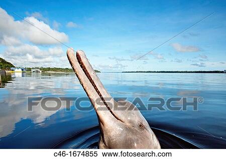 Pink dolphin Inia Geoffrensis, Novo Ariau area Rio Black River, Amazonas state, the Amazon, Brazil. View Large Photo Image Stock Photography - Pink dolphin Inia Geoffrensis, Novo Ariau area Rio Black River, Amazonas state, the Amazon, Brazil.. Fotosearch