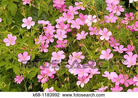 Pink flowers in a garden View Large Photo Image Stock Image - Pink flowers in a garden. Fotosearch