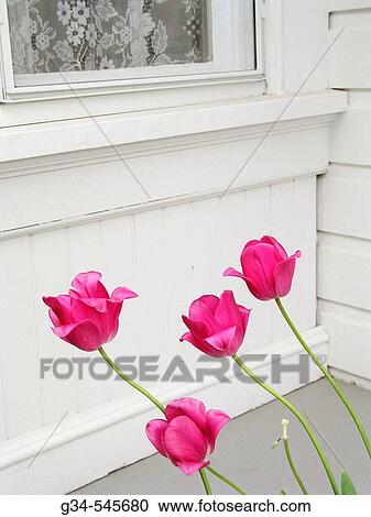 Pink flowers in white wood background View Large Photo Image Stock Image - Pink flowers in white wood background. Fotosearch
