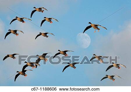 Stock Photograph - Pink foot Geese Anser brachyrhynchus Holkham Norfok and Rising Moon COMPOSITE. Fotosearch