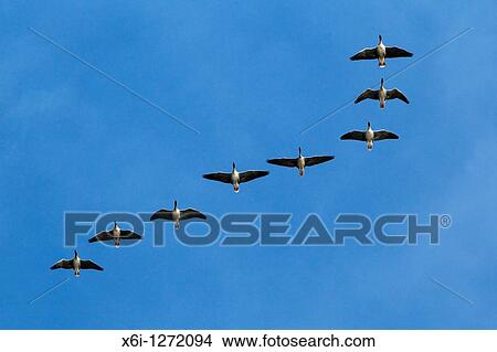 Pink-footed Geese Anser brachyrthynchus, in flight, autumn, Northumberland, England View Large Photo Image Picture - Pink-footed Geese Anser brachyrthynchus, in flight, autumn, Northumberland, England. Fotosearch