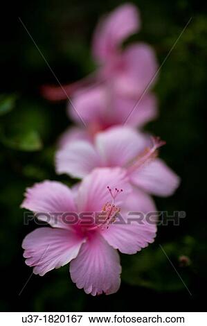 Stock Photo - Pink hibiscus. Image taken at Dalukuan Theme Park Resort, Taiwan.. Fotosearch