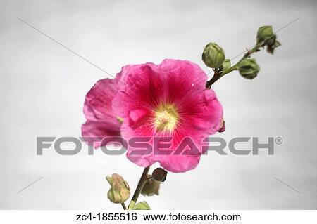 Pink hollyhock bloom View Large Photo Image Stock Photograph - Pink hollyhock bloom. Fotosearch