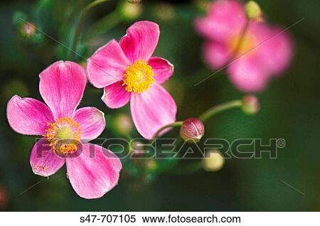Pink Japanese Anemones. Anemone hupehensis. September 2006, Maryland, USA View Large Photo Image Stock Photography - Pink Japanese Anemones. Anemone hupehensis. September 2006, Maryland, USA. Fotosearch