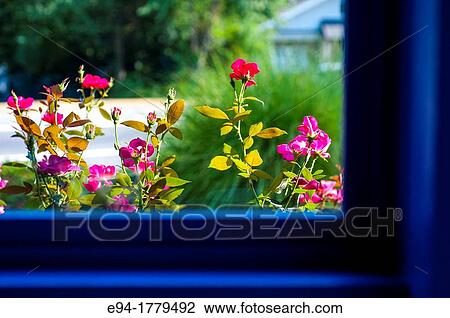 Pink Knockout Roses as seen through a blue window frame View Large Photo Image Stock Image - Pink Knockout Roses as seen through a blue window frame. Fotosearch