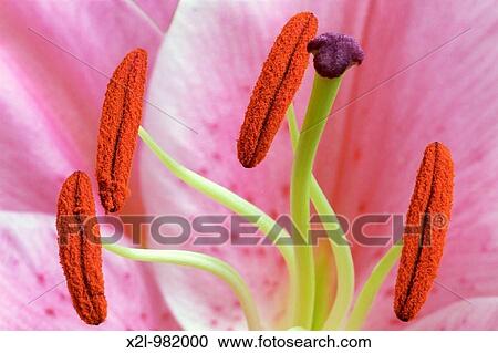 Pink lily flower pistil and stamens close up Moscow, Russia View Large Photo Image Stock Image - Pink lily flower pistil and stamens close up Moscow, Russia. Fotosearch