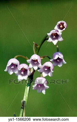 Pink Lily of the Valley, Convallaria majalis View Large Photo Image Stock Photograph - Pink Lily of the Valley, Convallaria majalis. Fotosearch