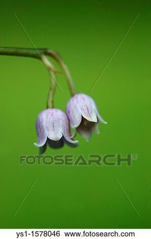 Pink Lily of the Valley, Convallaria majalis View Large Photo Image Stock Photograph - Pink Lily of the Valley, Convallaria majalis. Fotosearch