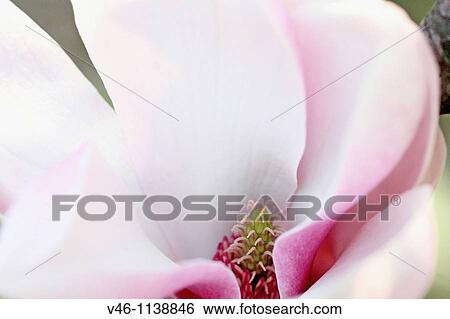 Pink magnolia bloom Open large magnolia bloom Viewing the heart of the flower View Large Photo Image Stock Photograph - Pink magnolia bloom Open large magnolia bloom Viewing the heart of the flower. Fotosearch