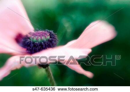 Pink Oriental poppy. Papaver orientalis. May 2006. Maryland, USA View Large Photo Image Stock Photograph - Pink Oriental poppy. Papaver orientalis. May 2006. Maryland, USA. Fotosearch