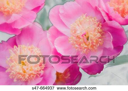 Pink Peonies. Paeonia lactiflora. May 2007. Maryland, USA View Large Photo Image Stock Photo - Pink Peonies. Paeonia lactiflora. May 2007. Maryland, USA. Fotosearch