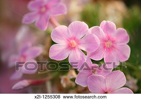 Pink phlox flowers Scientific name: Phlox paniculata View Large Photo Image Stock Photo - Pink phlox flowers Scientific name: Phlox paniculata. Fotosearch