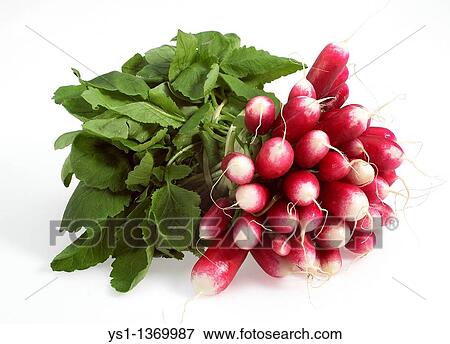 Stock Photo - PINK RADISH raphanus sativus AGAINST WITH BACKGROUND. Fotosearch