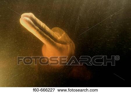 Pink river dolphin or boto, Inia geoffrensis, River, Amazonas, Brazil View Large Photo Image Stock Photo - Pink river dolphin or boto, Inia geoffrensis, River, Amazonas, Brazil. Fotosearch