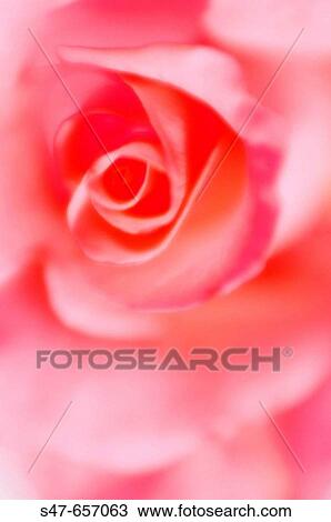 Pink Rose Flower Close-up. Rosa hybrid. October 2005. Maryland, USA View Large Photo Image Stock Image - Pink Rose Flower Close-up. Rosa hybrid. October 2005. Maryland, USA. Fotosearch