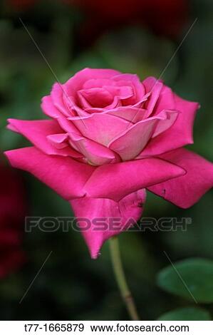 Pink rose View Large Photo Image Stock Photo - Pink rose. Fotosearch
