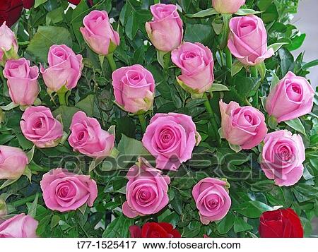 Pink Roses View Large Photo Image Stock Photo - Pink Roses. Fotosearch