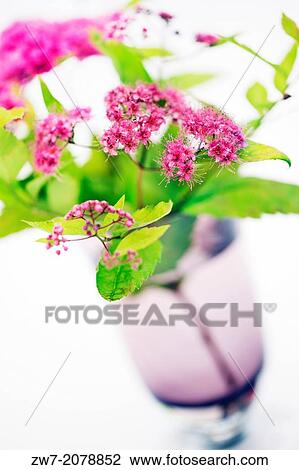 Stock Image - Pink Spiraea flowers in glass vase.. Fotosearch