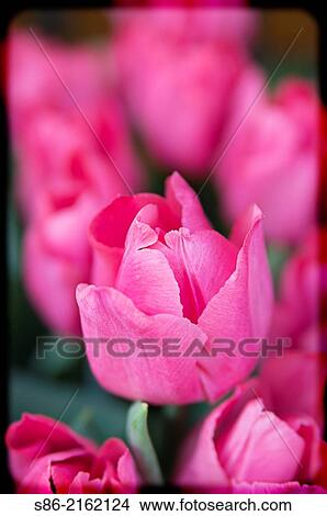 Pink Spring Tulips. View Large Photo Image Picture - Pink Spring Tulips.. Fotosearch