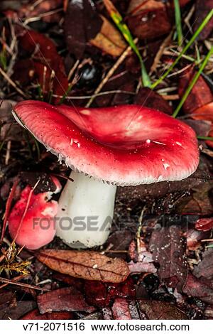 Stock Photograph - Pink Waxycap Mushroom Hygrophorus erubescens.. Fotosearch