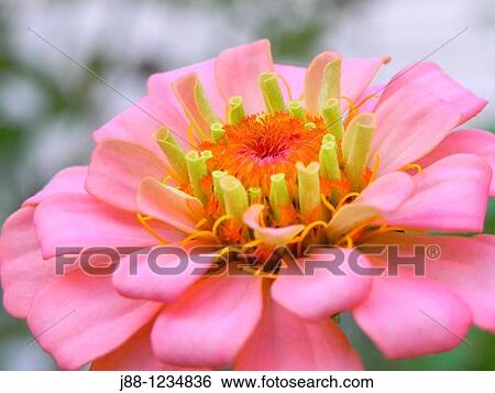 Pink zinnia View Large Photo Image Stock Photograph - Pink zinnia. Fotosearch