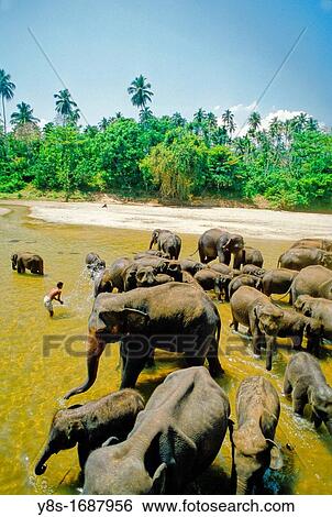 Pinnawella Elephant Orphanage View Large Photo Image Stock Photograph - Pinnawella Elephant Orphanage. Fotosearch