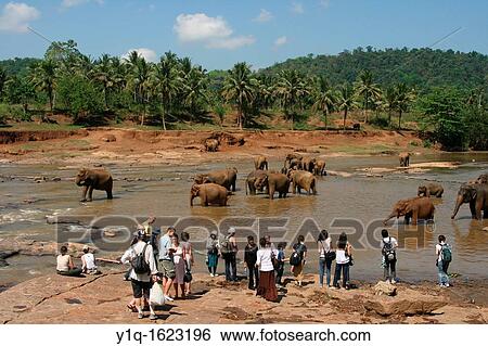 Pinnewala Elephant Orphanage, Sri Lanka View Large Photo Image Stock Photograph - Pinnewala Elephant Orphanage, Sri Lanka. Fotosearch