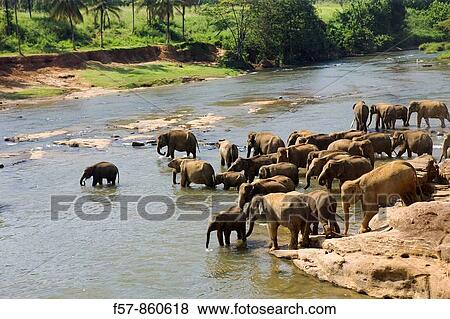 Pinnewela Elephant Orphanage, Sri Lanka View Large Photo Image Stock Photo - Pinnewela Elephant Orphanage, Sri Lanka. Fotosearch