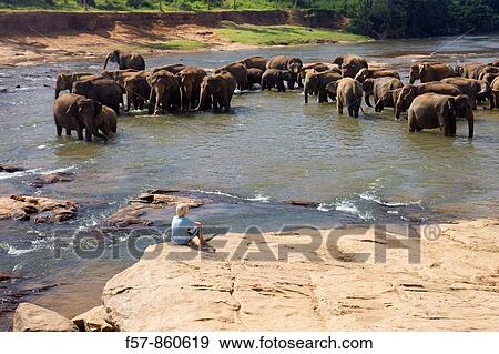 Pinnewela Elephant Orphanage, Sri Lanka View Large Photo Image Stock Photo - Pinnewela Elephant Orphanage, Sri Lanka. Fotosearch