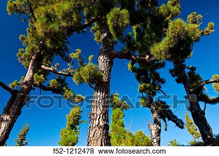 Pino canario Parque Nacional de la Caldera de Taburiente Isla La Palma Provincia Santa Cruz Islas Canarias Espaa. View Large Photo Image Stock Photo - Pino canario Parque Nacional de la Caldera de Taburiente Isla La Palma Provincia Santa Cruz Islas Canarias Espaa.. Fotosearch