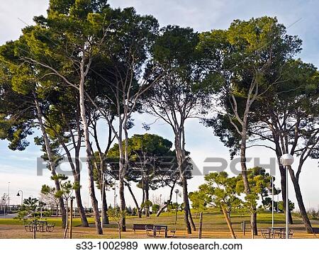 Stock Photo - Pinos en el parque Ignacio Fuster de Pinto Madrid Espaa. Fotosearch