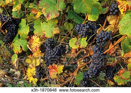 Stock Photo - Pinot grape, vineyards, Aube department, Champagne-Ardenne region, France, Europe. Fotosearch