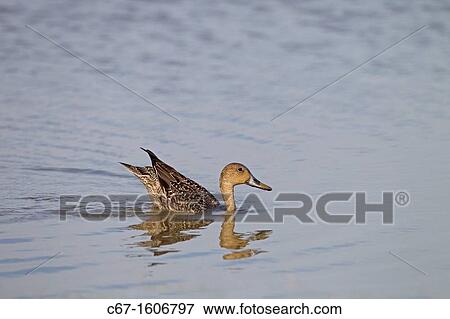 Pintail Anus acuta female feeding View Large Photo Image Stock Photo - Pintail Anus acuta female feeding. Fotosearch