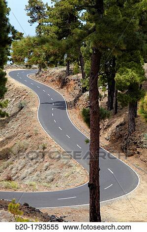 Pinus canariensis, Curves road rise to Caldera de Taburiente National Park, La Palma, Canary Islands, Spain. View Large Photo Image Stock Photography - Pinus canariensis, Curves road rise to Caldera de Taburiente National Park, La Palma, Canary Islands, Spain.. Fotosearch
