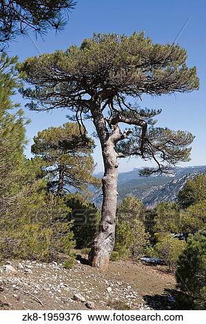 Pinus halepensis or carrasqueo, original pine from South to West Asia Europe can reach fifteen meters high and seven meters in width, Sierra de Cazorla, Jaen province, Andalusia, Spain. View Large Photo Image Stock Photograph - Pinus halepensis or carrasqueo, original pine from South to West Asia Europe can reach fifteen meters high and seven meters in width, Sierra de Cazorla, Jaen province, Andalusia, Spain.. Fotosearch