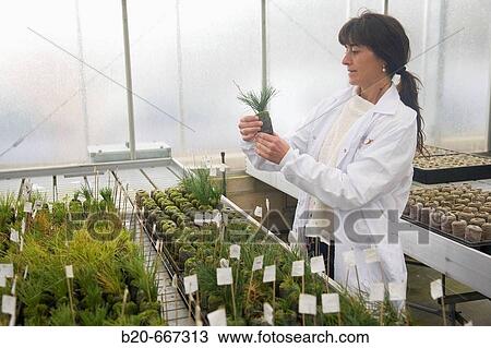 Pinus radiata, disease resistance test. Biosafety greenhouse, P2, Neiker Tecnalia, Instituto de Investigaci? n y Desarrollo Agrario, Ganadero, Forestal y del Medio Natural, Arkaute, Alava, Euskadi, Spain. View Large Photo Image Stock Image - Pinus radiata, disease resistance test. Biosafety greenhouse, P2, Neiker Tecnalia, Instituto de Investigaci? n y Desarrollo Agrario, Ganadero, Forestal y del Medio Natural, Arkaute, Alava, Euskadi, Spain.. Fotosearch