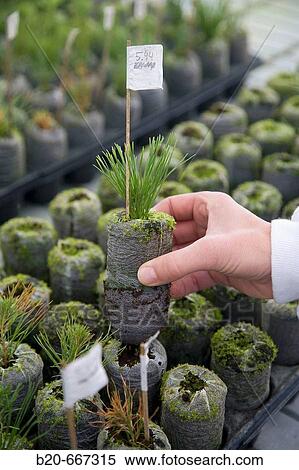 Pinus radiata, disease resistance test. Biosafety greenhouse, P2, Neiker Tecnalia, Instituto de Investigaci? n y Desarrollo Agrario, Ganadero, Forestal y del Medio Natural, Arkaute, Alava, Euskadi, Spain. View Large Photo Image Stock Photography - Pinus radiata, disease resistance test. Biosafety greenhouse, P2, Neiker Tecnalia, Instituto de Investigaci? n y Desarrollo Agrario, Ganadero, Forestal y del Medio Natural, Arkaute, Alava, Euskadi, Spain.. Fotosearch