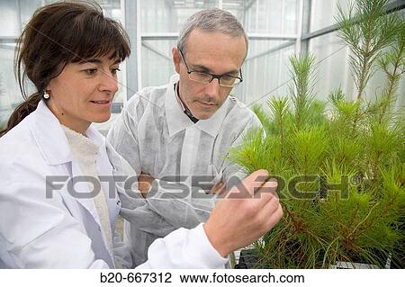 Pinus radiata selection for disease resistance, biosafety greenhouse, P2, Neiker Tecnalia, Instituto de Investigaci? n y Desarrollo Agrario, Ganadero, Forestal y del Medio Natural, Arkaute, Alava, Euskadi, Spain. View Large Photo Image Stock Image - Pinus radiata selection for disease resistance, biosafety greenhouse, P2, Neiker Tecnalia, Instituto de Investigaci? n y Desarrollo Agrario, Ganadero, Forestal y del Medio Natural, Arkaute, Alava, Euskadi, Spain.. Fotosearch