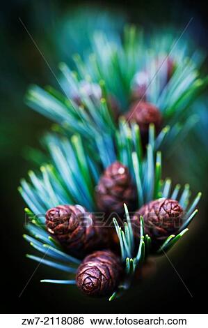 Pinus, small pine cones. View Large Photo Image Stock Photograph - Pinus, small pine cones.. Fotosearch